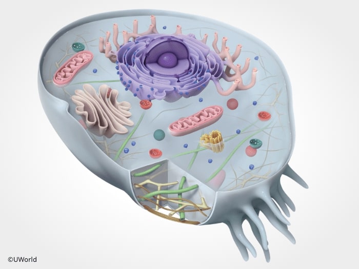 Illustration from UWorld AP Biology explanations detailing the anatomy of eukaryotic cells