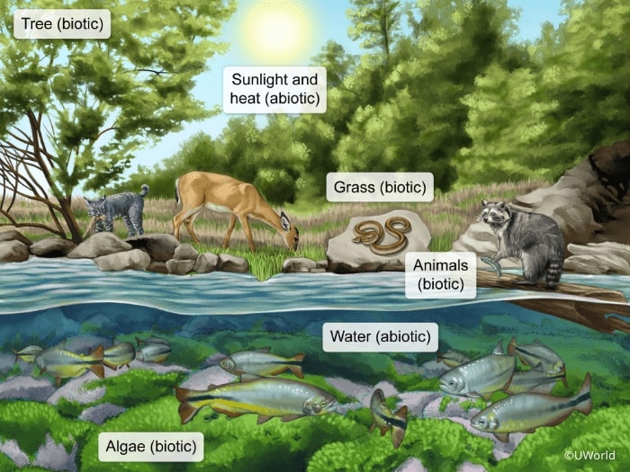 Illustration of ecosystem showing animals, plants and fish in the wild