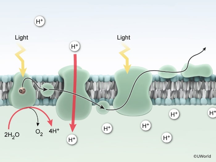 Illustration of proton gradient in chloroplasts