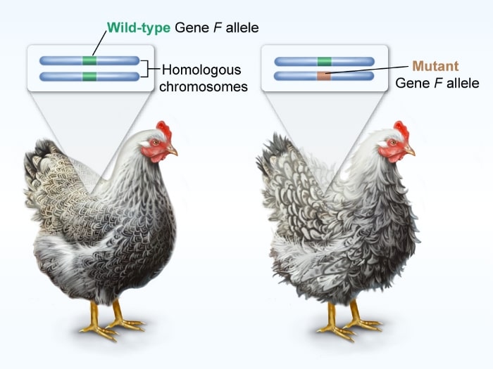 Illustration of 2 chickens used to explain incomplete dominance of mutation causing feather curling in chickens from UWorld AP Biology explanations