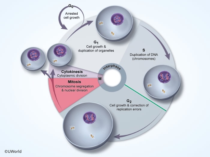 Illustration from UWorld AP Biology explanation showing cell cycle checkpoints