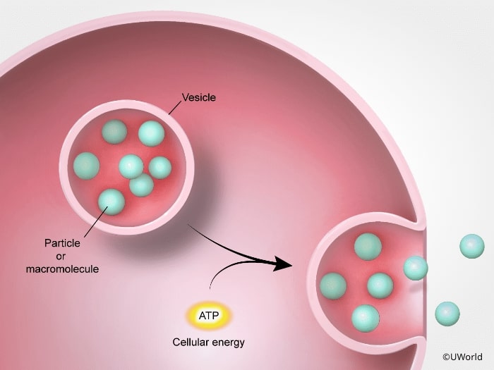 Illustration from UWorld AP Biology explanations showing how exocytosis uses energy to transport molecules out of cells via vesicles