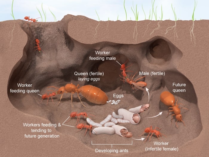 Illustration of underground ant colony