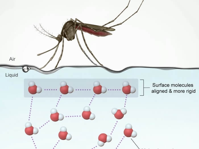 Illustration of mosquito on held on water by surface tension from UWorld's AP course