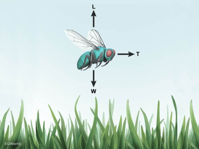 Illustration of fly in motion from UWorld's AP course