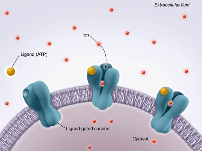 Illustration of extracellular ATP from UWorld's AP course