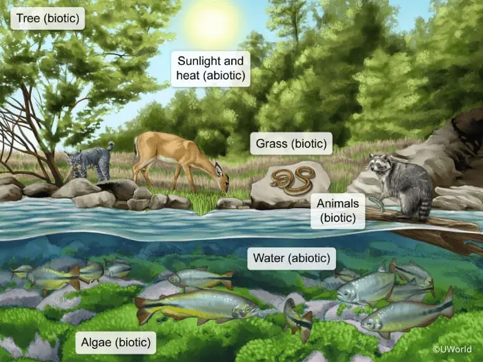Illustration of animals, plants and fish in the wild showing biotic vs abiotic factors