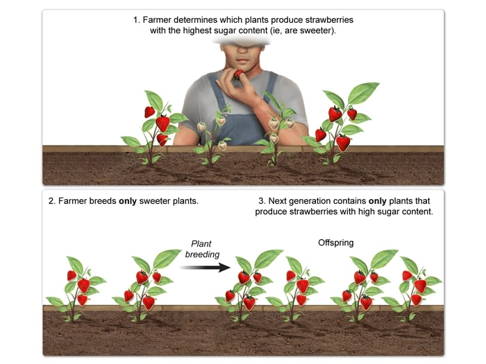 Illustration of Artificial selection in strawberry plants