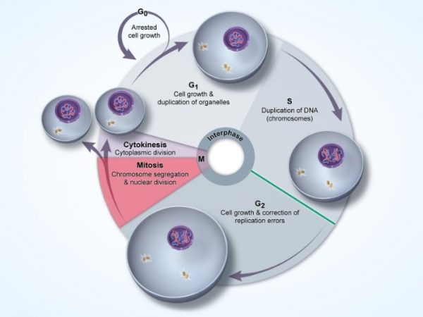 AP® Biology Score Guide and Score Calculator