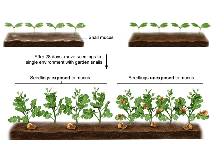 Illustration of Effect of snail mucus on black mustard plants