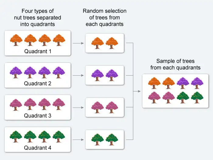 Image of a stratified random sample in a study.