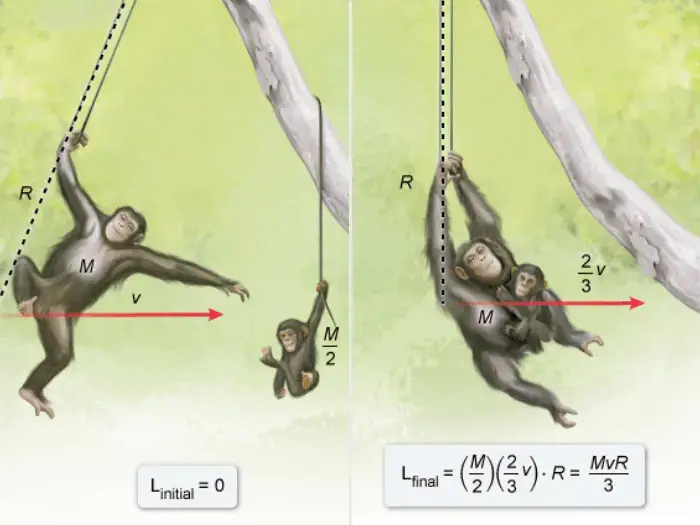 A mother chimpanzee with mass M swings on a vine of length R in a forest. As she passes the lowest point in her swing, her speed is given. At this point, she picks up her baby, who is at rest and is half her mass. Immediately after the pickup, they both swing with speed that is two thirds of her original speed.