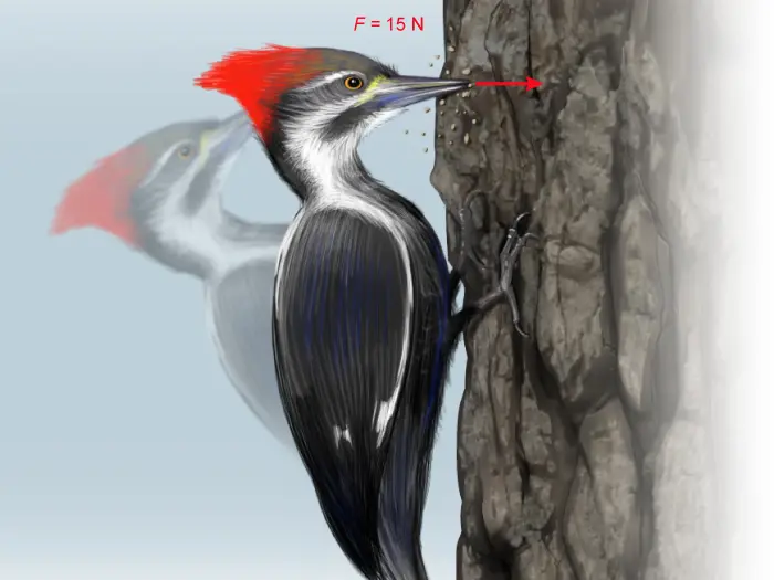 Image showing a woodpecker exerting force on a tree to peck on the trunk with its beak.