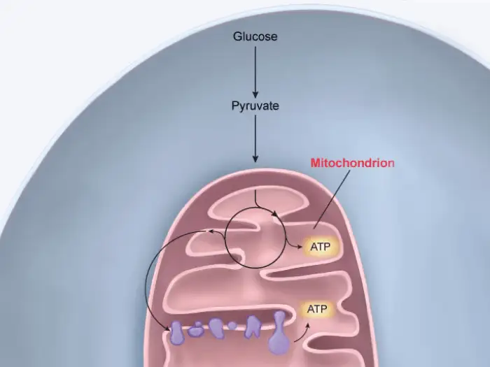 Illustration of mitochondrial ATP from UWorld's AP course