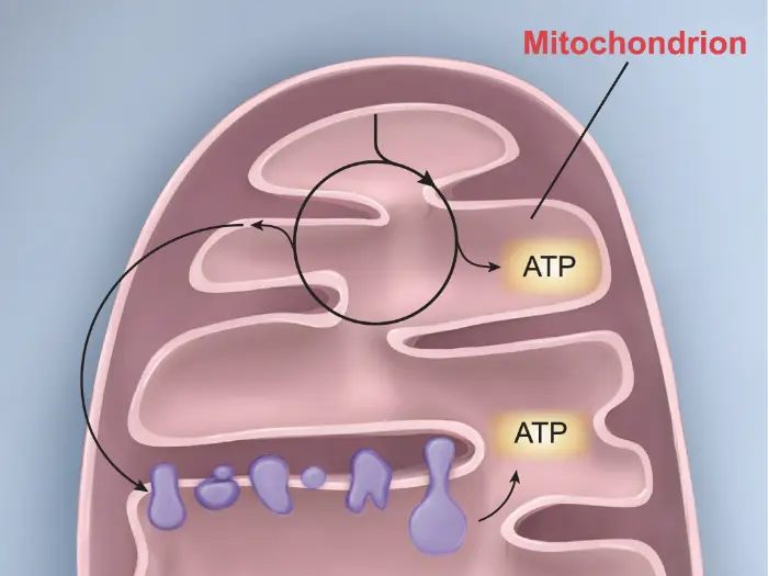 The process by which ATP is produced in the mitochondrion