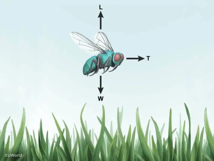 Illustration of fly in motion ATP from UWorld's AP course