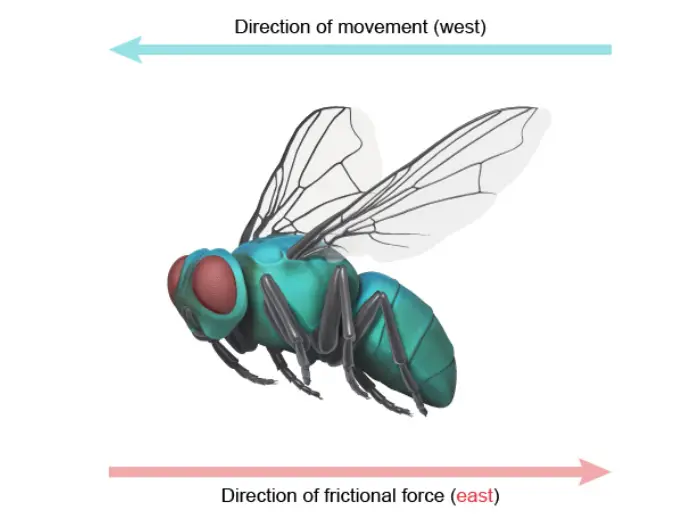 ACT figure of fly wings during flight
