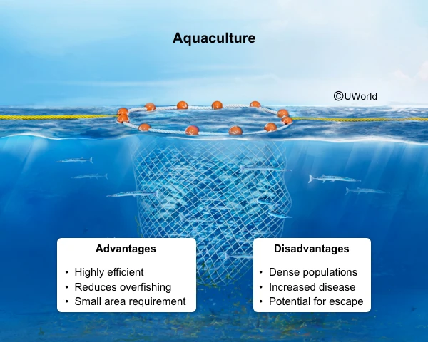 Illustration of aquatic farm ecosystems