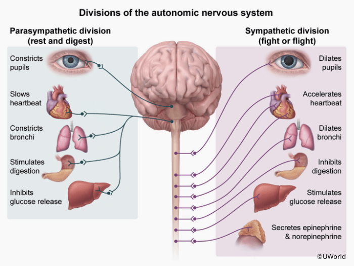 Image shows the brain and the two divisions of the nervous system, which are the parasympathetic division and the sympathetic division.