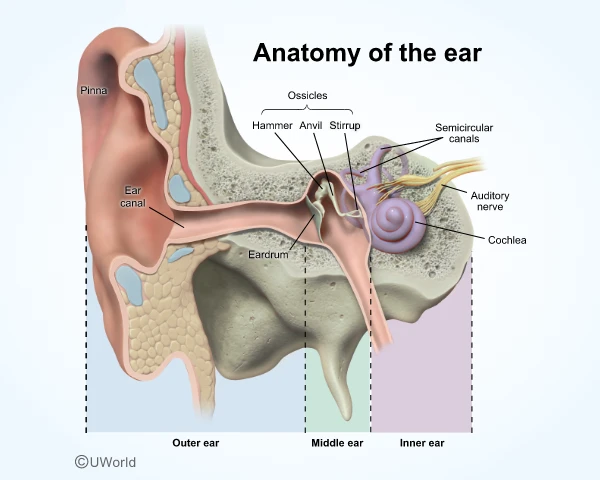 Image showing the anatomy and structures of the ear.