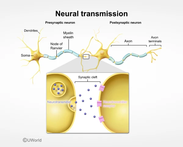 Image explaining how neural transmission works.