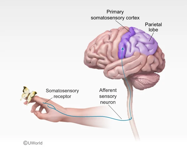 This illustration shows how the somatosensory receptor works.