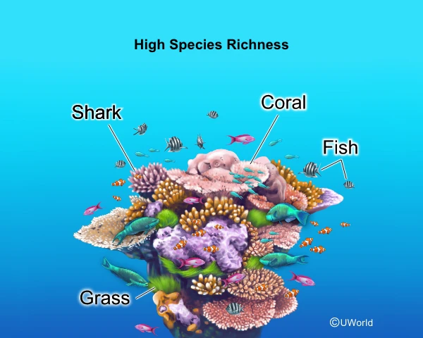 Illustration of how species richness and biodiversity benefits ecosystems.