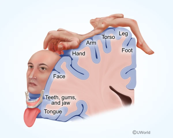 Different regions of the somatosensory cortex process sensory information from different parts of the body.