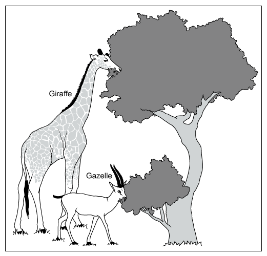 Diagram shows the interaction between a giraffe and a gazelle in the African Savanna