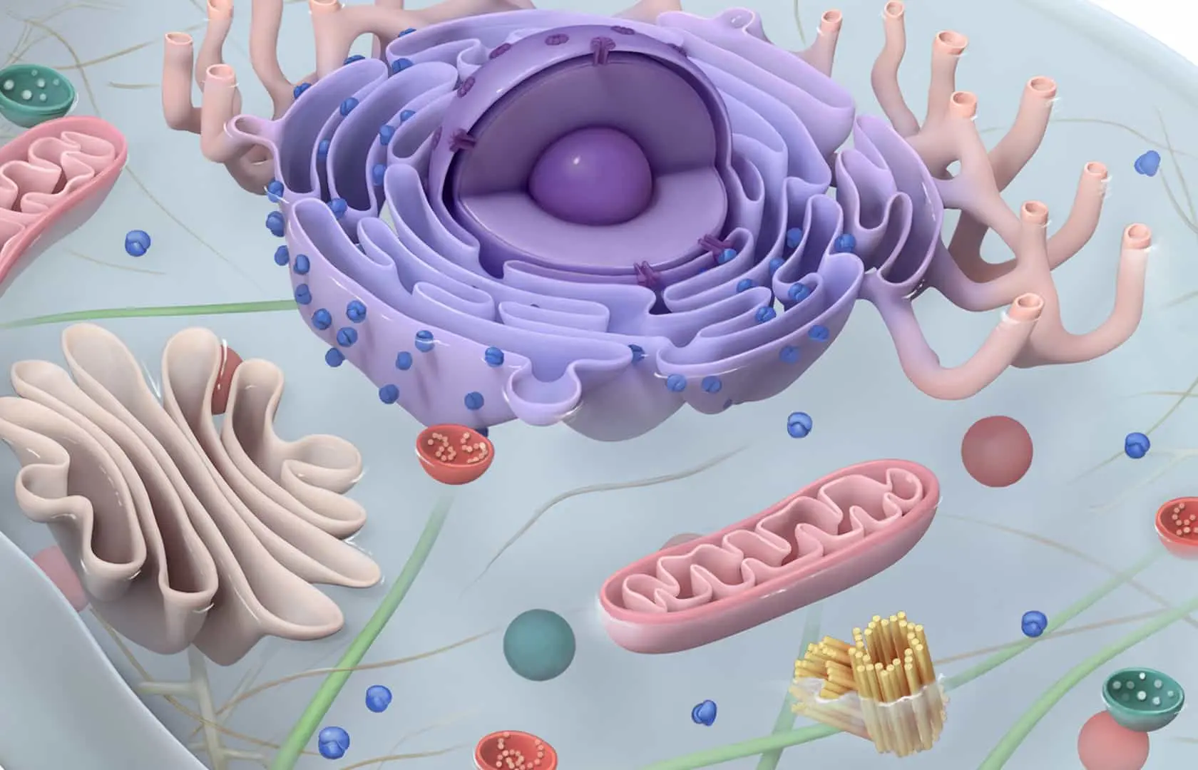 Illustration of a cell from UWorld’s AP exam courses