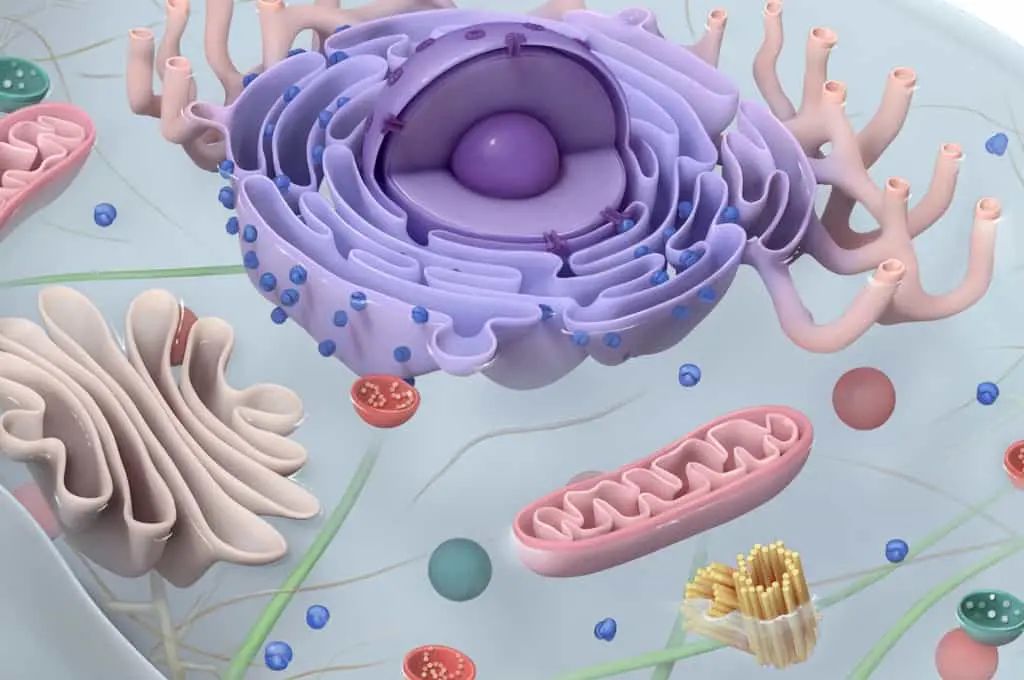 Illustration of a cell from UWorld’s AP biology exam course