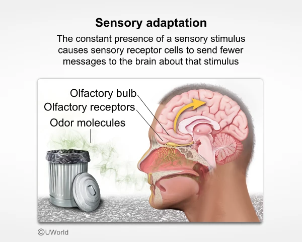 Image showing odorant molecules from a scented candle being inhaled into the nasal cavity.