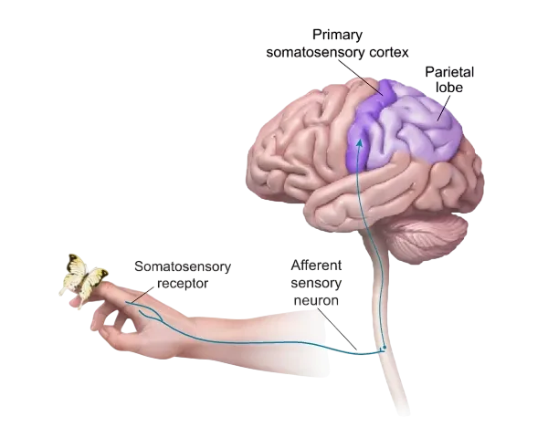This illustration shows how the somatosensory receptor works.