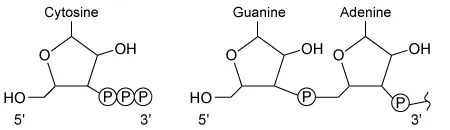 Nucleic acid synthesis