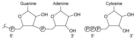 Nucleic acid synthesis