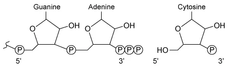 Nucleic acid synthesis