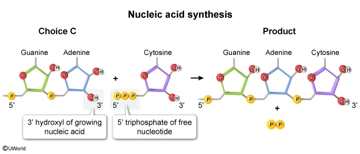 Nucleic acid synthesis