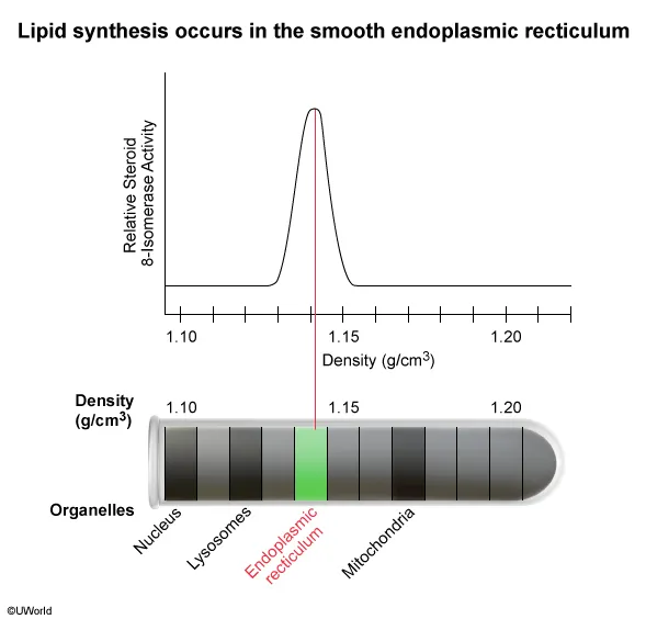 Lipid synthesis occurs in the smooth endoplasmic reticulum