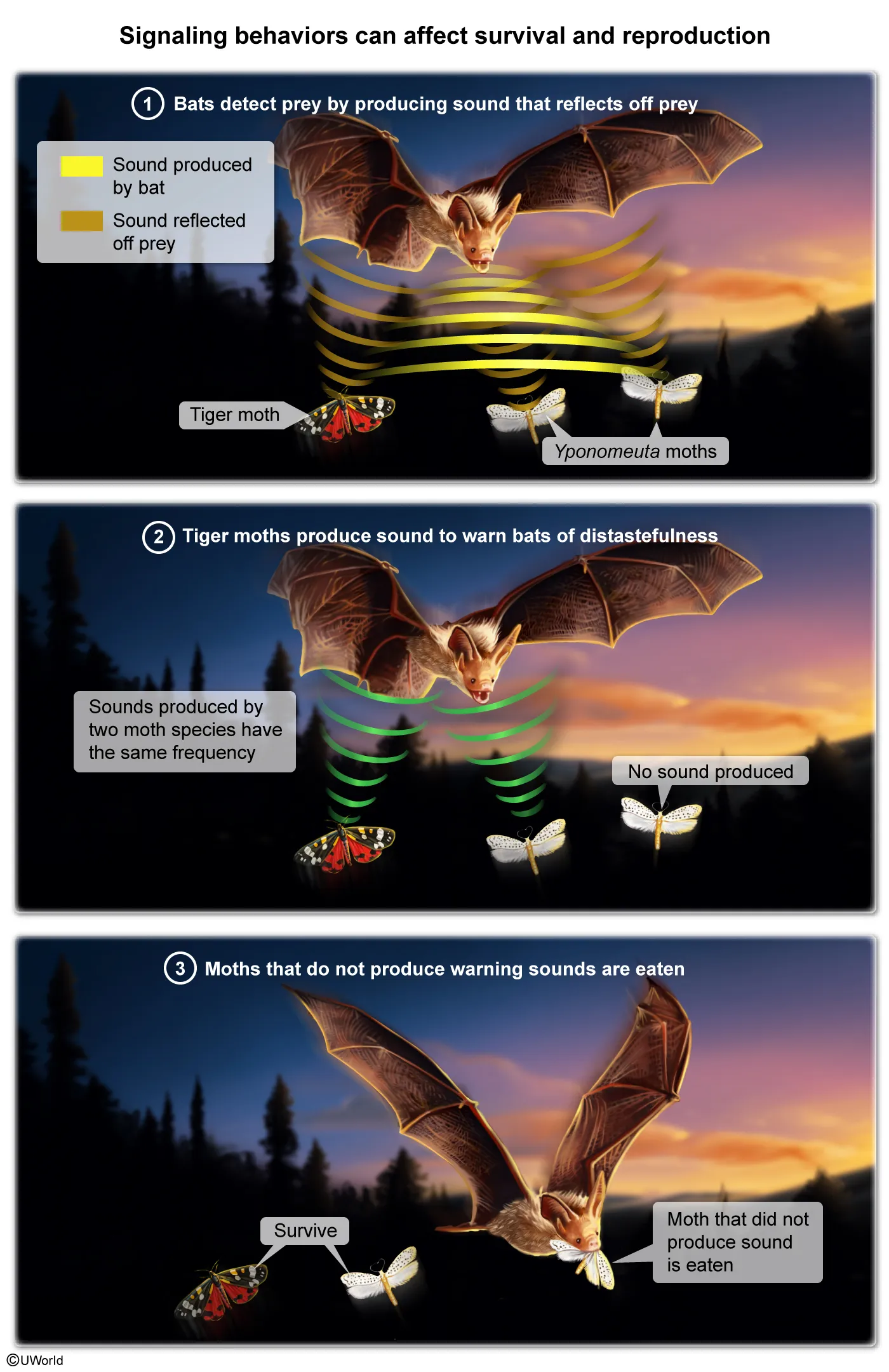 Moth signaling to warn bats