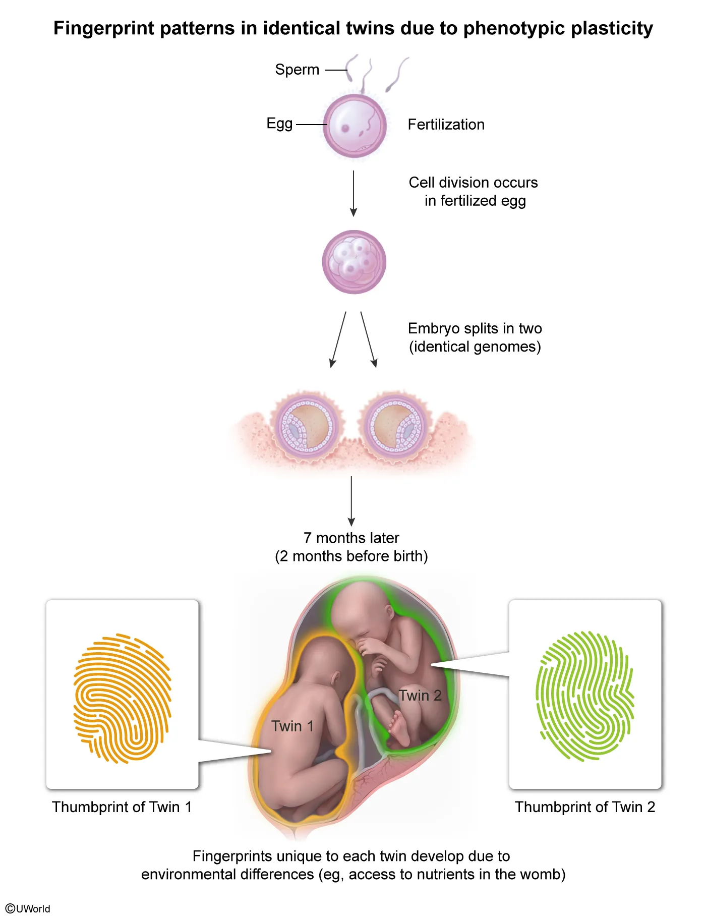 Lipid synthesis occurs in the smooth endoplasmic reticulum