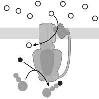 Lipid synthesis occurs in the smooth endoplasmic reticulum