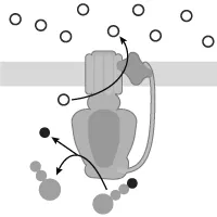 Lipid synthesis occurs in the smooth endoplasmic reticulum