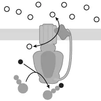 Lipid synthesis occurs in the smooth endoplasmic reticulum