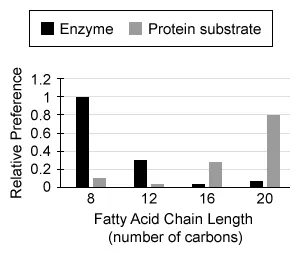 Lipid synthesis occurs in the smooth endoplasmic reticulum