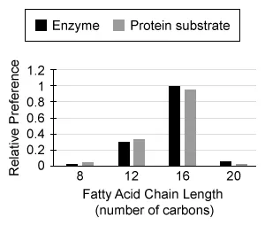 Lipid synthesis occurs in the smooth endoplasmic reticulum