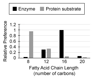 Lipid synthesis occurs in the smooth endoplasmic reticulum
