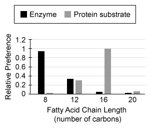 Lipid synthesis occurs in the smooth endoplasmic reticulum