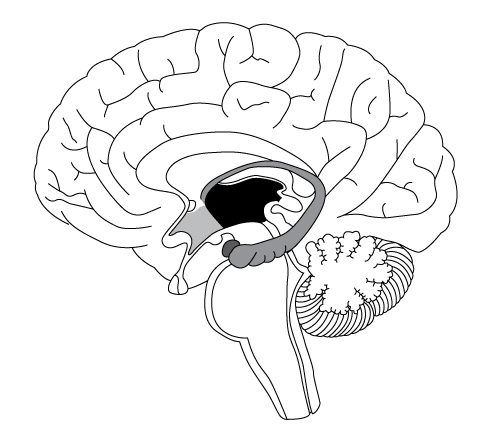 limbic system