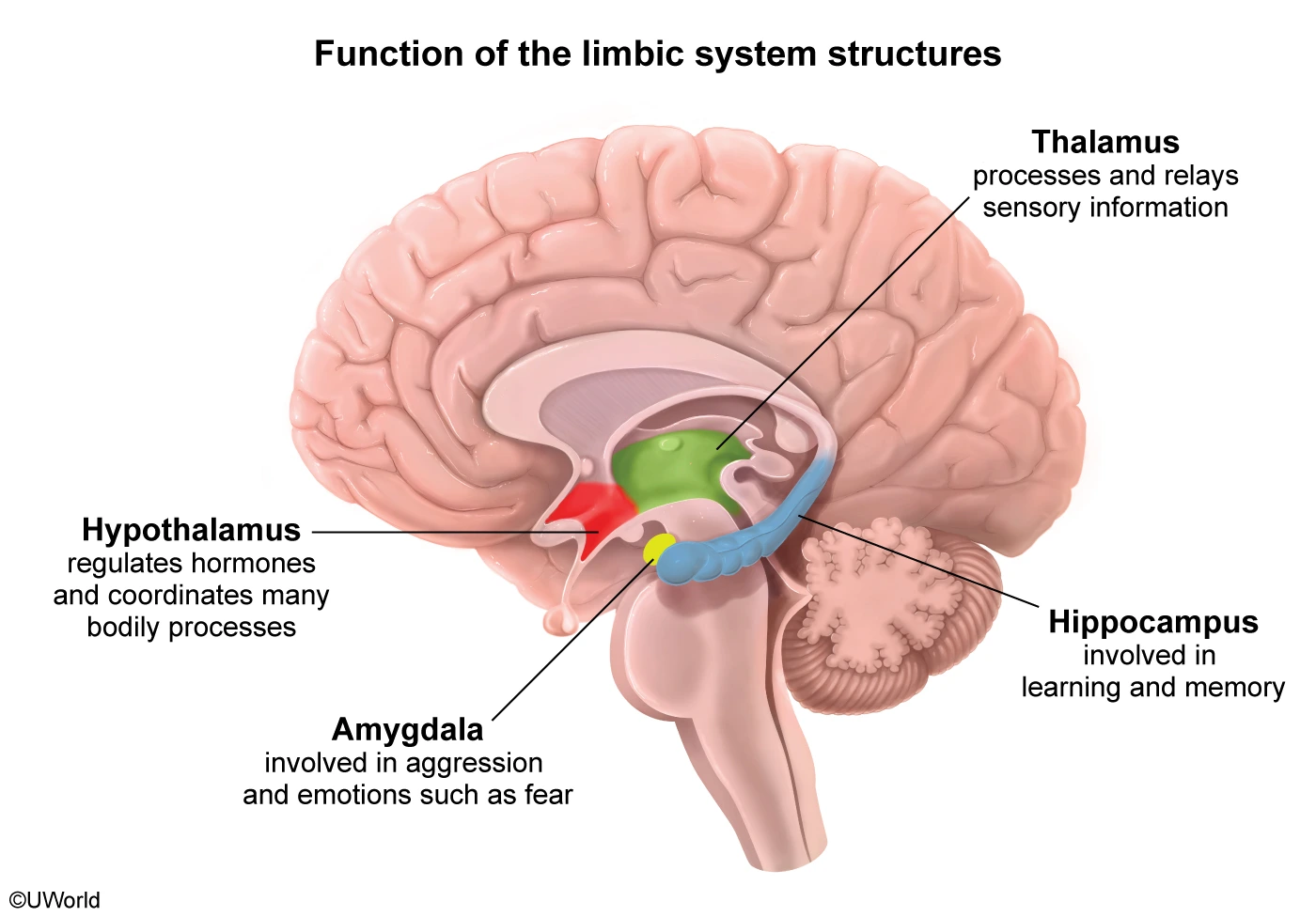 function of the limbic system structure