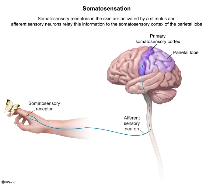 somatosensation